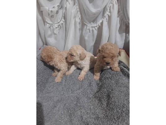 Κουτάβια Maltipoo